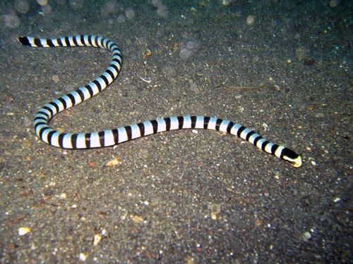 Banded Sea Snake | Laticauda colubrina photo