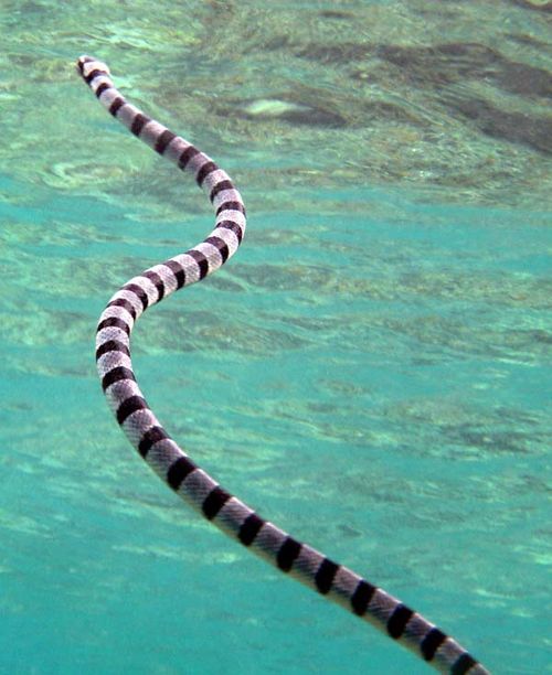 Banded Sea Snake | Laticauda colubrina photo