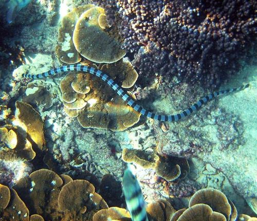 Blue-lipped Sea Krait | Laticauda laticaudata photo