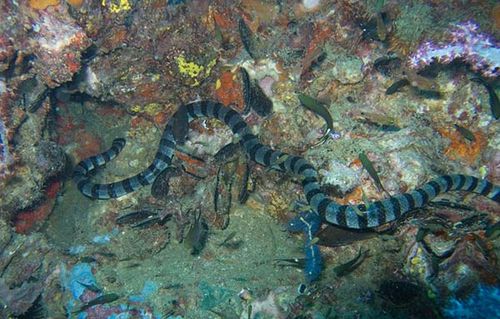 Blue-lipped Sea Krait | Laticauda laticaudata photo