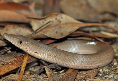 Burton's Legless Lizard | Lialis burtonis photo