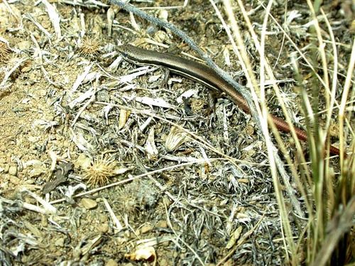 Boulenger's Skink | Morethia boulengeri photo