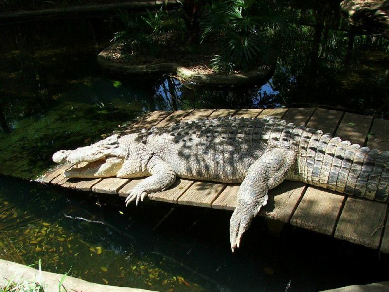 Saltwater Crocodile | Crocodylus porosus photo