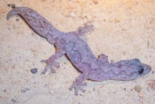 Velvet Gecko | Oedura lesueurii photo