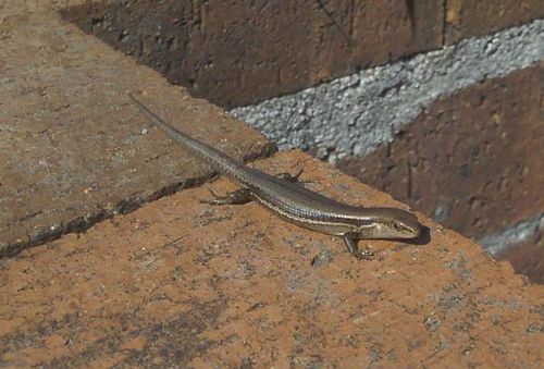 Pale-flecked Garden Sunskink | Lampropholis guichenoti photo