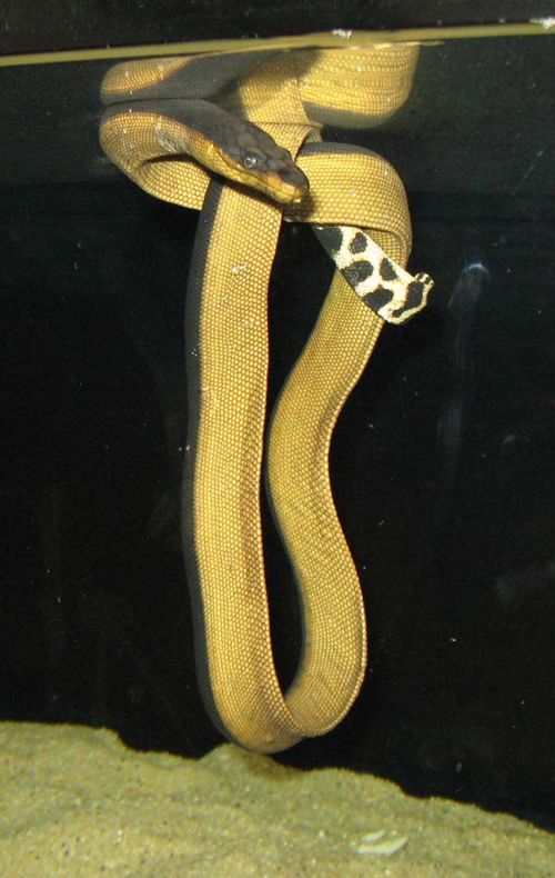Yellowbelly Sea Snake | Pelamis platurus photo