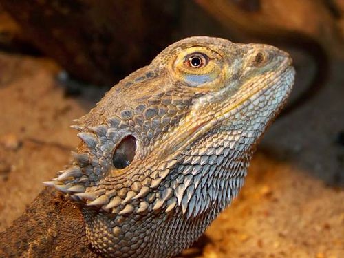 Central Bearded Dragon | Pogona vitticeps photo