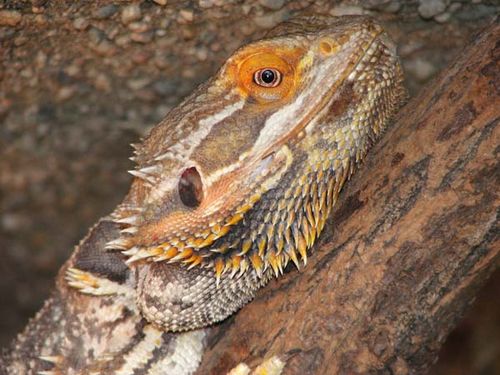 Central Bearded Dragon | Pogona vitticeps photo