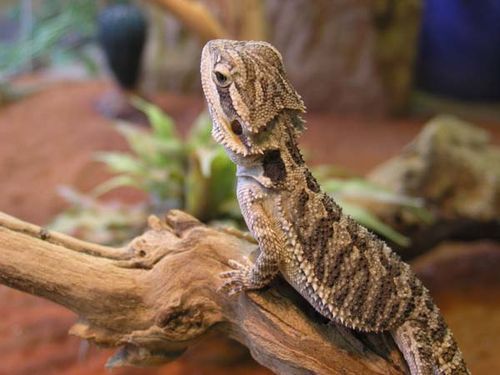 Bearded Dragon, Pogona vitticeps, Native to Australia