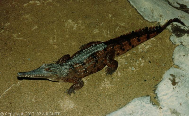 Freshwater Crocodile | Crocodylus johnstoni photo