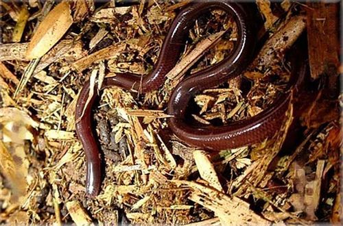 Blind Snake | Ramphotyphlops braminus photo