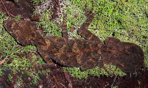 Southern Leaf-tailed Gecko | Saltuarius swaini photo