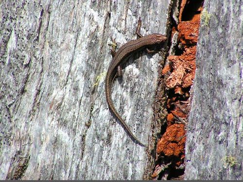 Tasmanian Tree Skink | Niveoscincus pretiosus photo