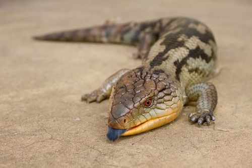 Blotched Blue-tongue Lizard | Tiliqua nigrolutea photo