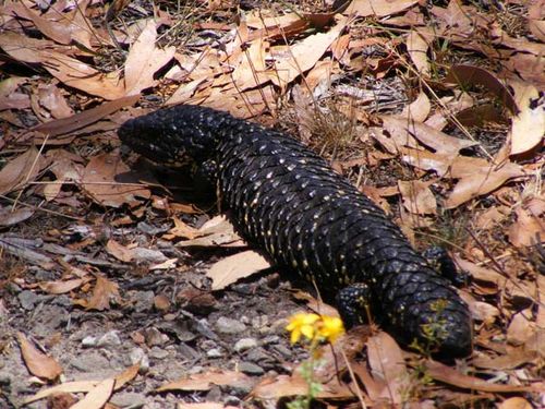 Shingleback | Tiliqua rugosa photo