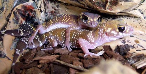 Barking Gecko | Underwoodisaurus milii photo