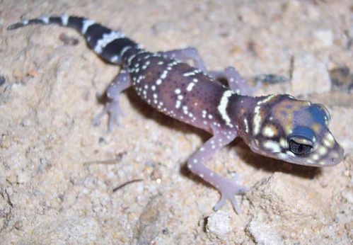 Barking Gecko | Underwoodisaurus milii photo