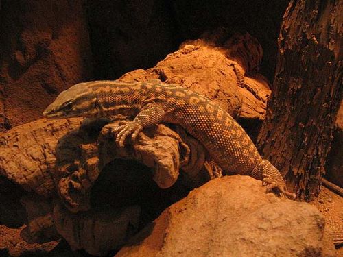 Ridge-tailed Monitor | Varanus acanthurus photo