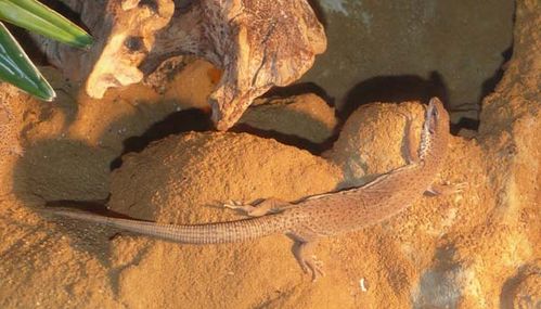 Stripe-tailed Monitor | Varanus caudolineatus photo