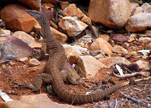 Gould's Monitor | Varanus gouldii photo