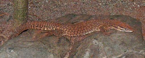 Ridge-tailed Monitor | Varanus acanthurus photo