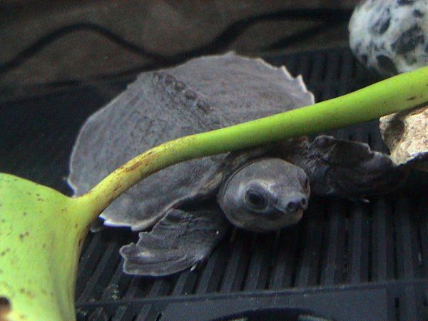 Pig-nose Turtle | Carettochelys insculpta photo