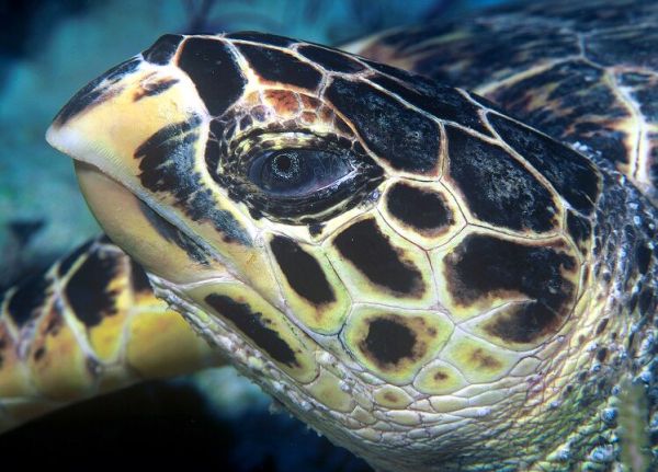 Hawksbill Turtle | Eretmochelys imbricata photo