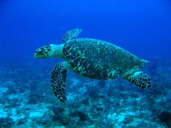 Hawksbill Turtle | Eretmochelys imbricata photo