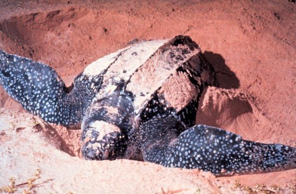 Leathery Sea Turtle | Dermochelys coriacea photo