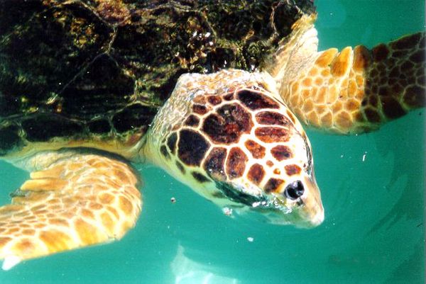 Loggerhead Turtle | Caretta caretta Loggerhead Turtle | Caretta caretta photo