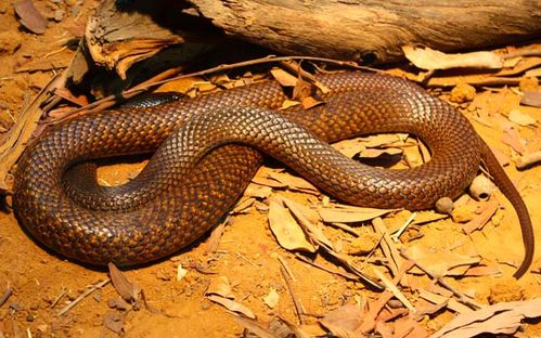 Western Brown snake | Pseudonaja nuchalis photo