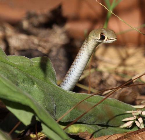 Yellow-Faced Whip Snake | Demansia psammophis photo