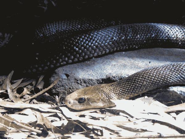 Coastal Taipan | Oxyuranus scutellatus photo