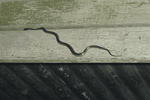 Red-naped Snake | Furina diadema photo