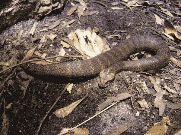 Southern Death Adder | Acanthophis antarcticus photo