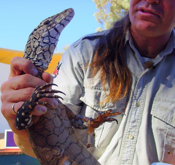 Perentie | Varanus giganteus photo