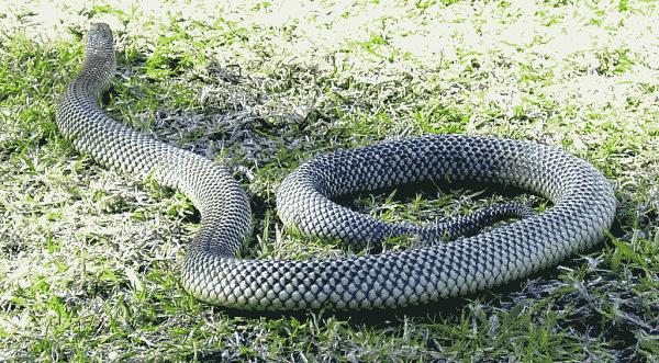 Mulga Snake | Pseudechis australis photo