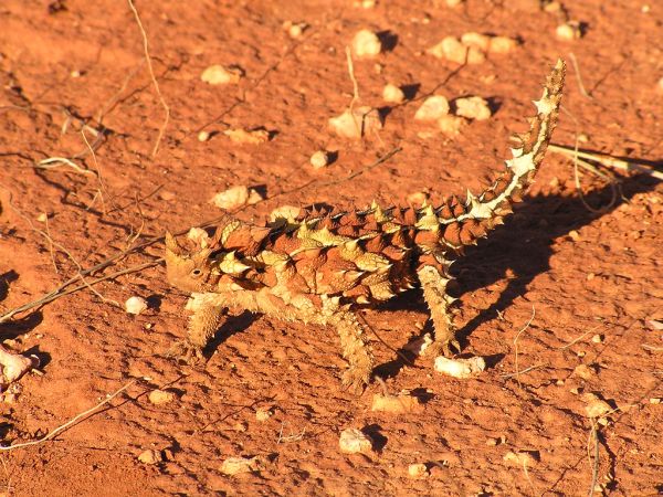 Thorny Devil | Moloch horridus photo