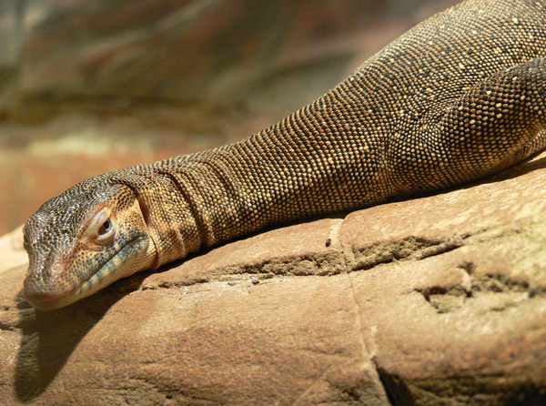 Mertens' Water Monitor | Varanus mertensi photo