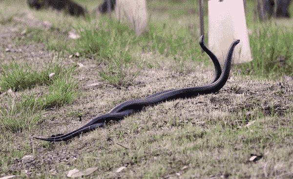 Red-bellied Black Snake | Pseudechis porphyriacus photo