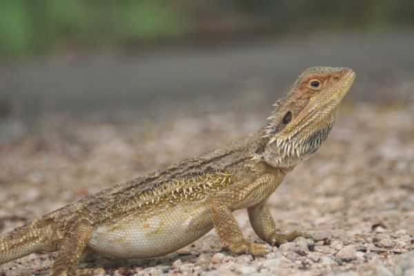 Central Bearded Dragon | Pogona vitticeps photo