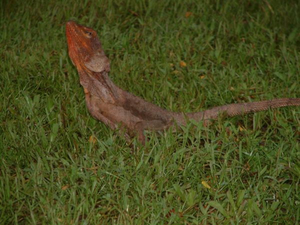 Frilled Lizard | Chlamydosaurus kingii photo