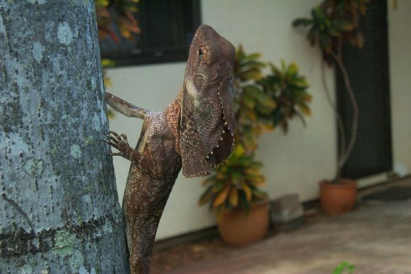 Frilled Lizard | Chlamydosaurus kingii photo