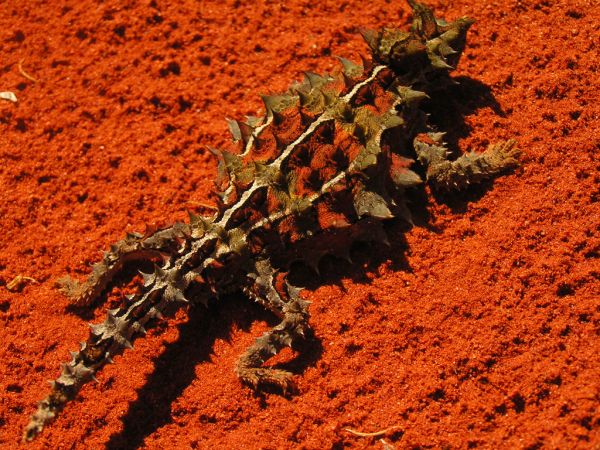 Thorny Devil | Moloch horridus photo