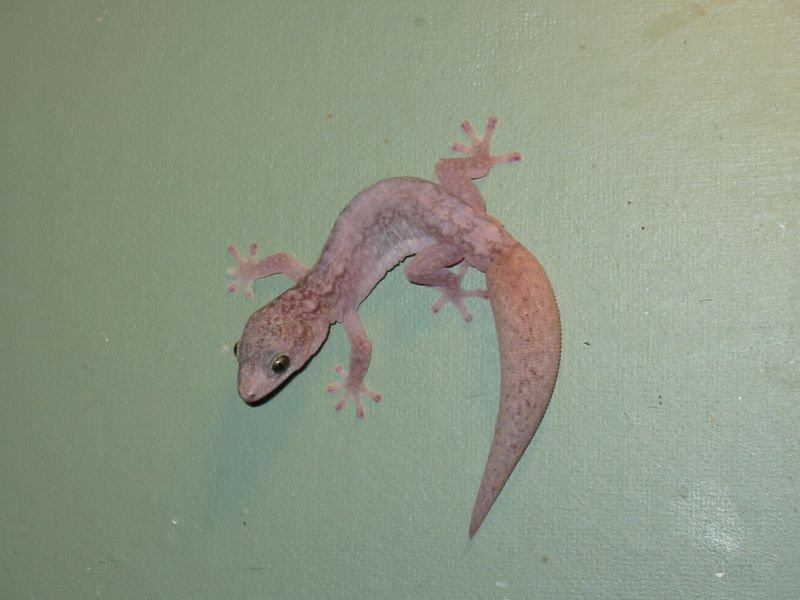 Velvet Gecko | Oedura lesueurii photo