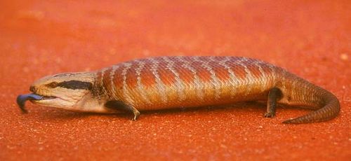 Centralian Blue-tongue Lizard | Tiliqua multifasciata photo