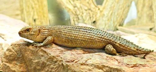 Stoke's Skink | Egernia stokesii photo