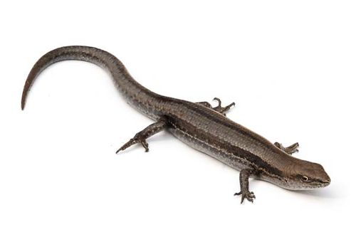 Pale-flecked Garden Sunskink | Lampropholis guichenoti photo