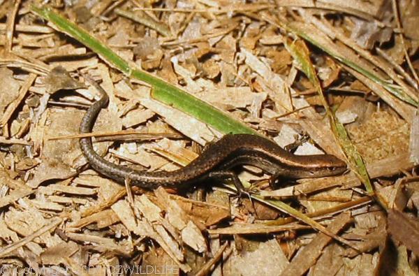 Garden Skink | Lampropholis delicata photo