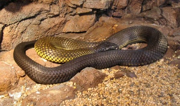 Black Tiger Snake | Notechis ater photo